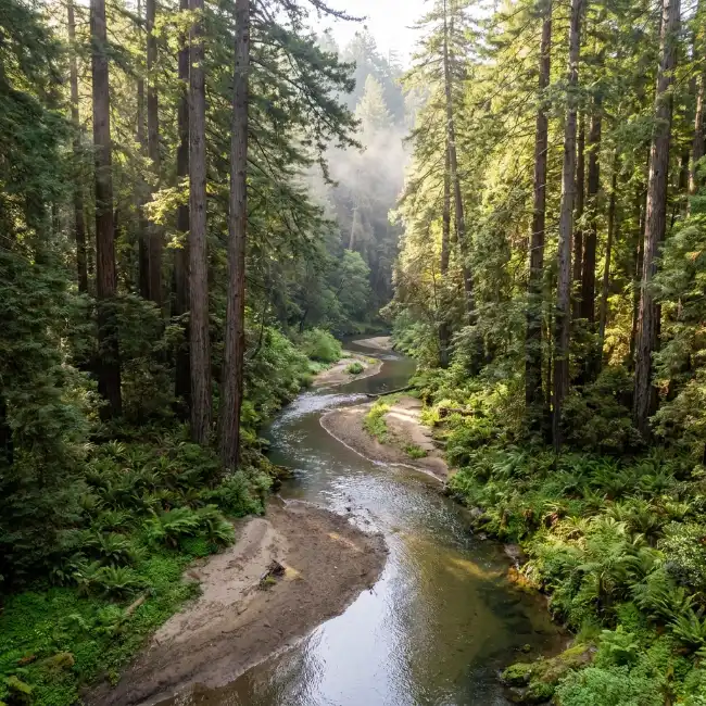 An aerial or ground view of the Russian River winding through dense coastal redwoods