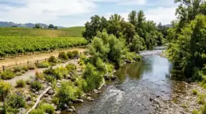 crisp stream or river running along a restored bank lined with native trees