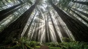 Armstrong Redwoods State Natural Reserve