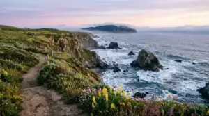 Goat Rock Beach & Harbor Seal Rookery