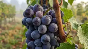 Grapes hanging on vineyard vines