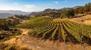 Vineyards in Alexander Valley